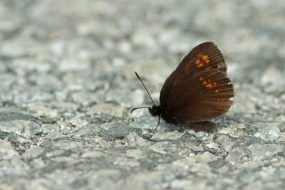 Amandeloogerebia