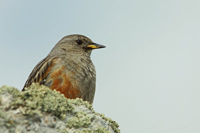 Alpenheggenmus