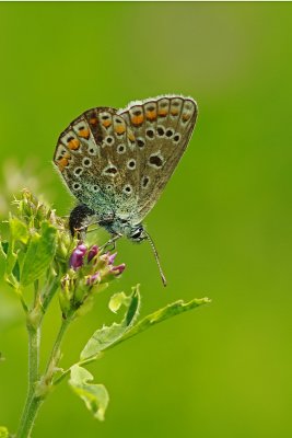 Icarusblauwtje