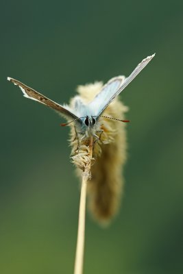 Vlaggewikkeblauwtje