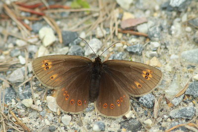 Amandeloogerebia