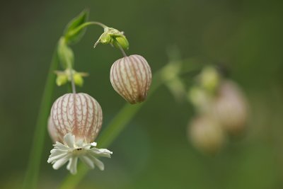 Blaassilene
