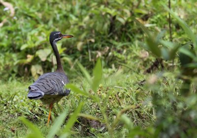Rancho Naturalista - COSTA RICA