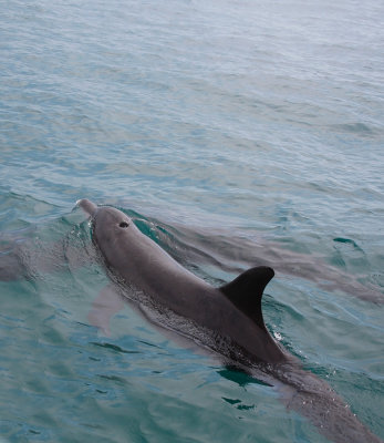 Parque Nacional Marino Ballena - COSTA RICA