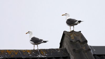 g4/69/970369/3/138216680.a6lH6cPb.jpg