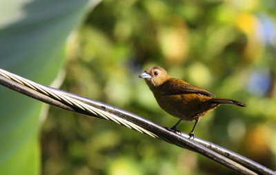 Los Chiles - COSTA RICA