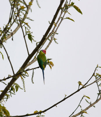 _MG_6773.14.02.2012.jpg