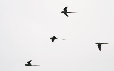 _MG_6880.14.02.2012.jpg