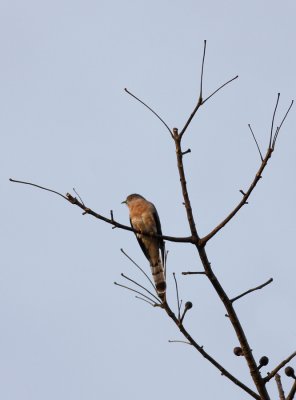 _MG_7119.14.02.2012.jpg