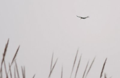 _MG_7438.15.02.2012.jpg