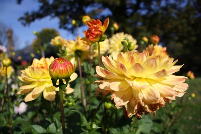 Dahlia Garden, Hellbrunn