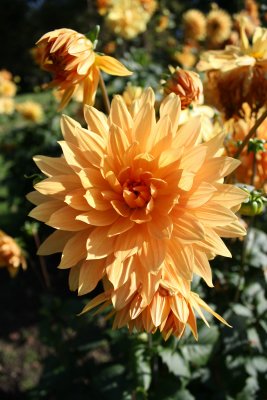 Dahlia Garden, Hellbrunn