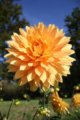 Dahlia Garden, Hellbrunn