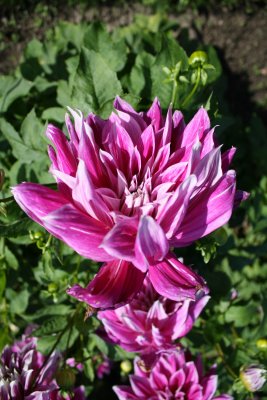 Dahlia Garden, Hellbrunn