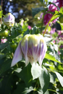 Dahlia Garden, Hellbrunn