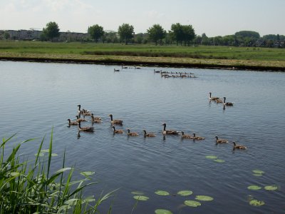 Kinderdijk