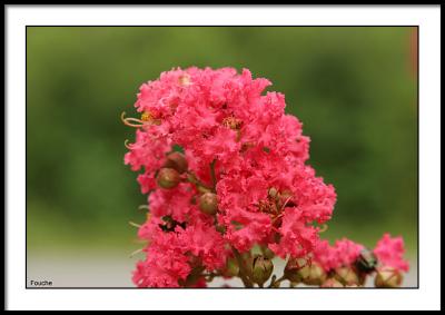 Crepe Myrtle