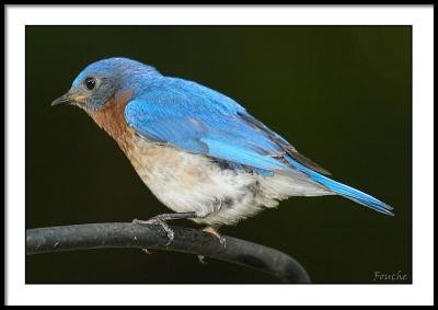 Male Eastern Bluebird