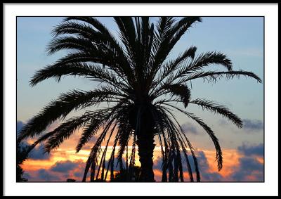 Sunset Palm