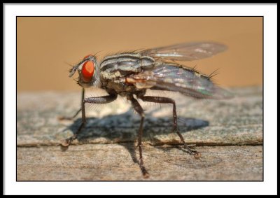 HDR-Generated Fly