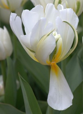 blooming2011