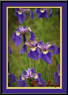 wild iris.jpg