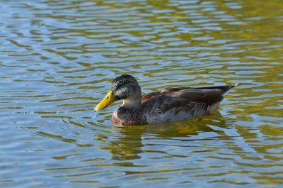 Cape Cod 2011-5620.jpg