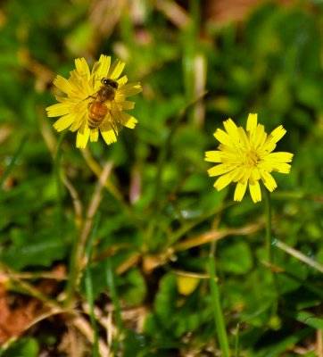 Cape Cod 2011-5674.jpg