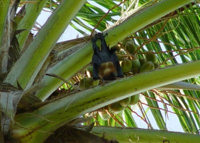 Hanging fruit bat, harmless to humans