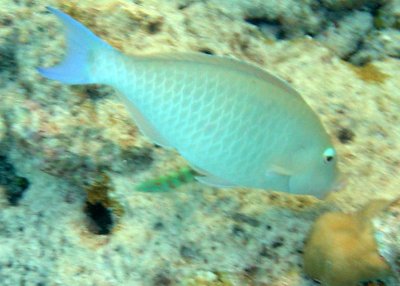 Longnose Parrotfish (50)