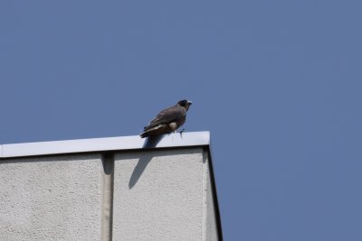 falcon1.jpg