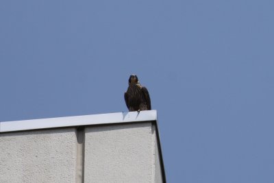 falcon2.jpg