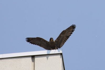 falcon3.jpg