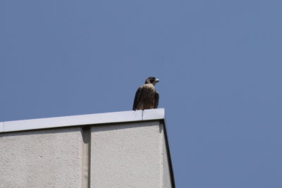falcon4.jpg