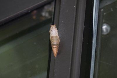 First chrysalis