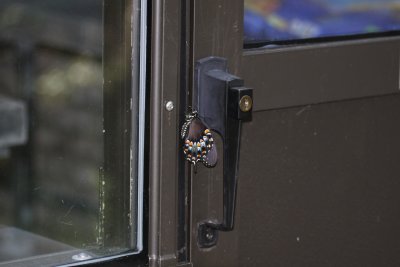 Emergent butterfly