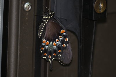 Spicebush swallowtail closeup