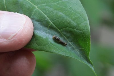 Teeny caterpillar