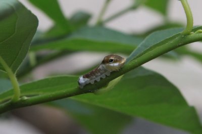 Small one