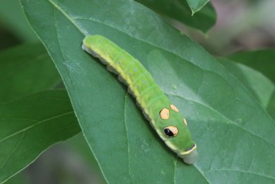 True head showing
