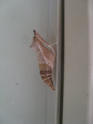 Second empty chrysalis