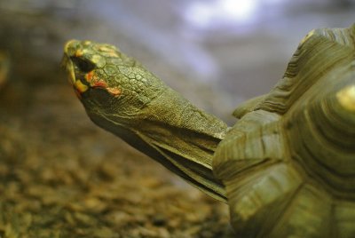 Turtle, Liberty Science Center, NJ
