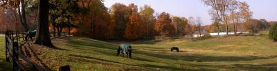 Horses in pasture, late afternoon.