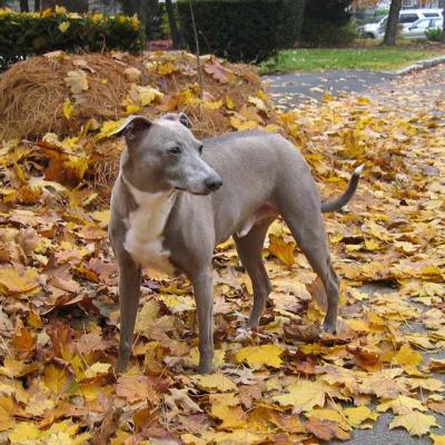 Tipper-Autumndog