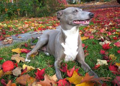 Tipper-Autumnleafdog