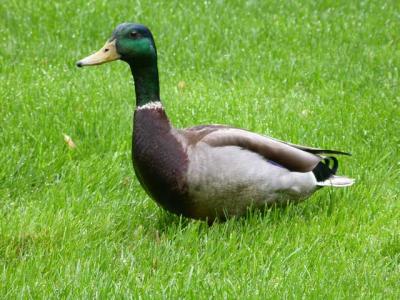 Duck on front lawn