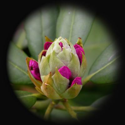 Rhododendrum bud