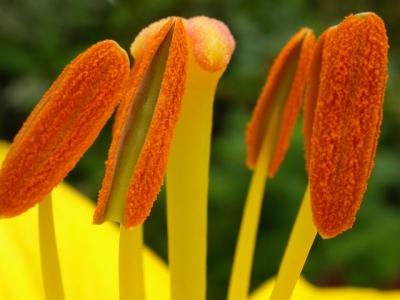 Lilly Stamens