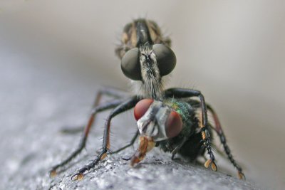 Robber Fly with Green Bottle Fly