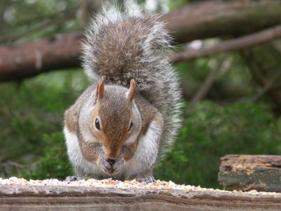 Squirrel at feeder